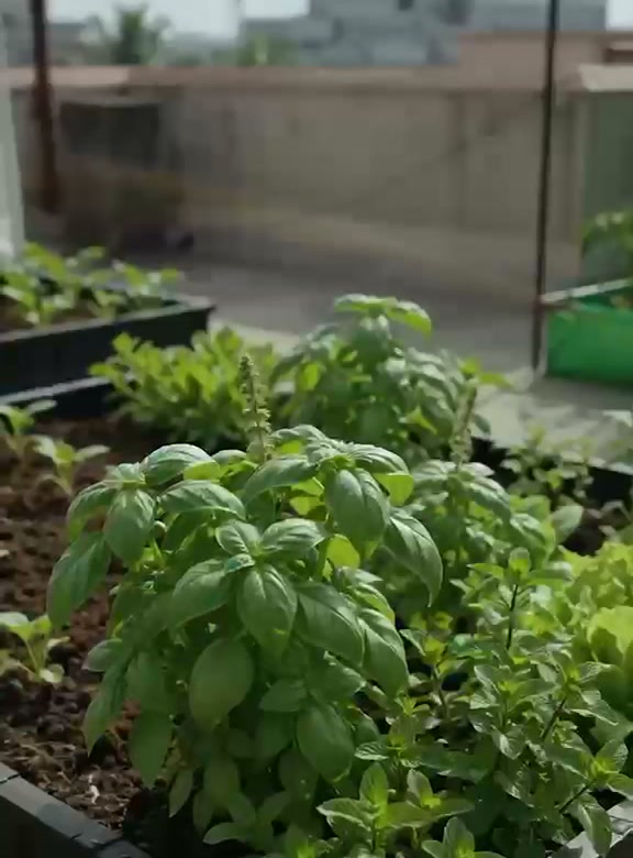 Close-up of a basil and mint herb bed on a rooftop farm