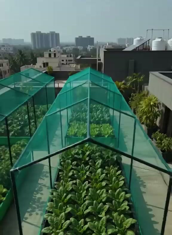 Aerial view of rooftop landscaping with potted palms lining a corporate terrace